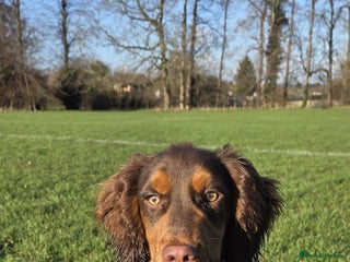 Cocker Spaniel dogs Meet Mocha 🐾 - Advert 9
