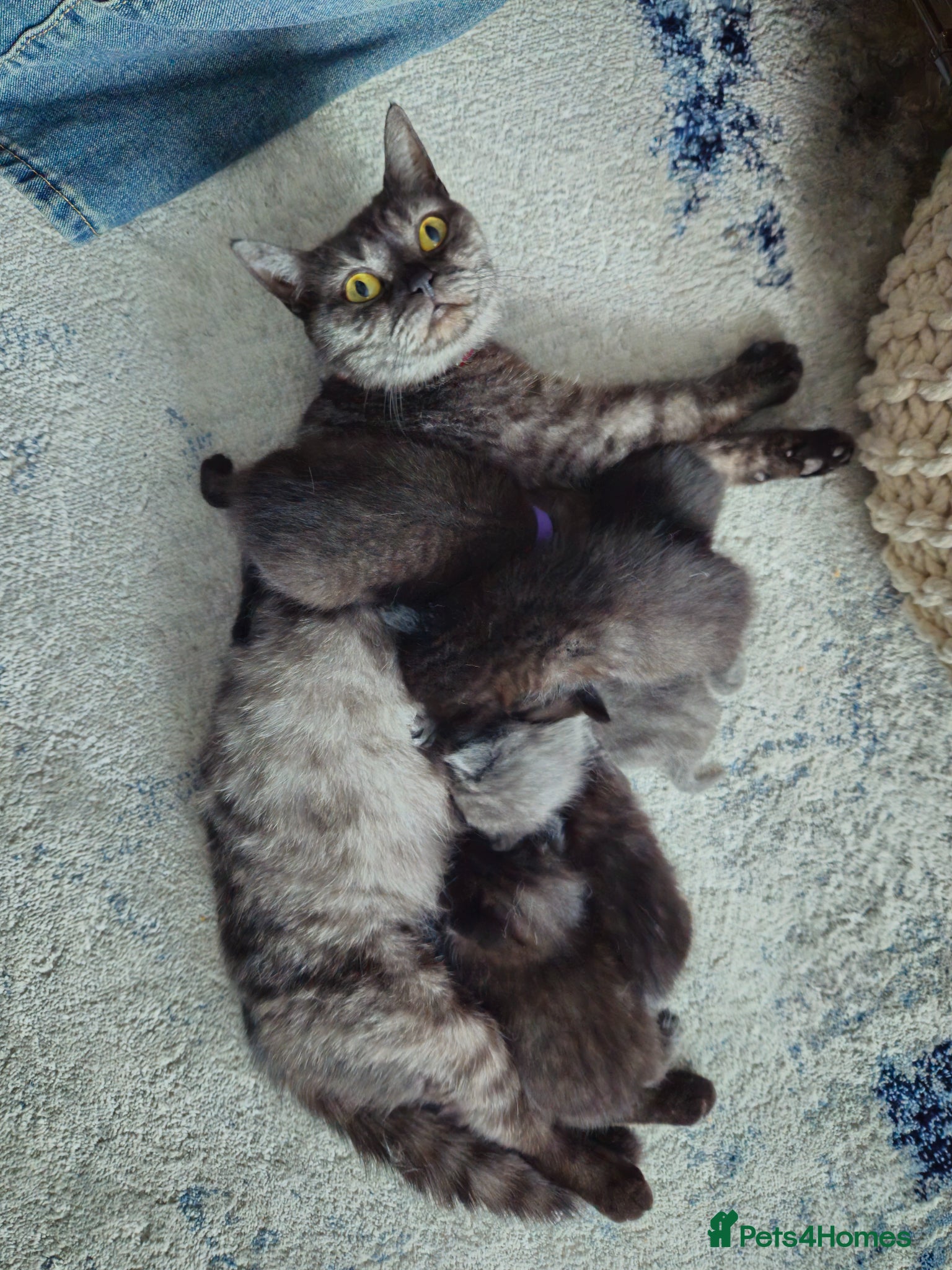 Mixed Breed cats kittens - Advert 1