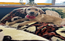 Labrador Retriever dogs for sale: Lovely Labrador puppies ready for new home 💕 - Image 5