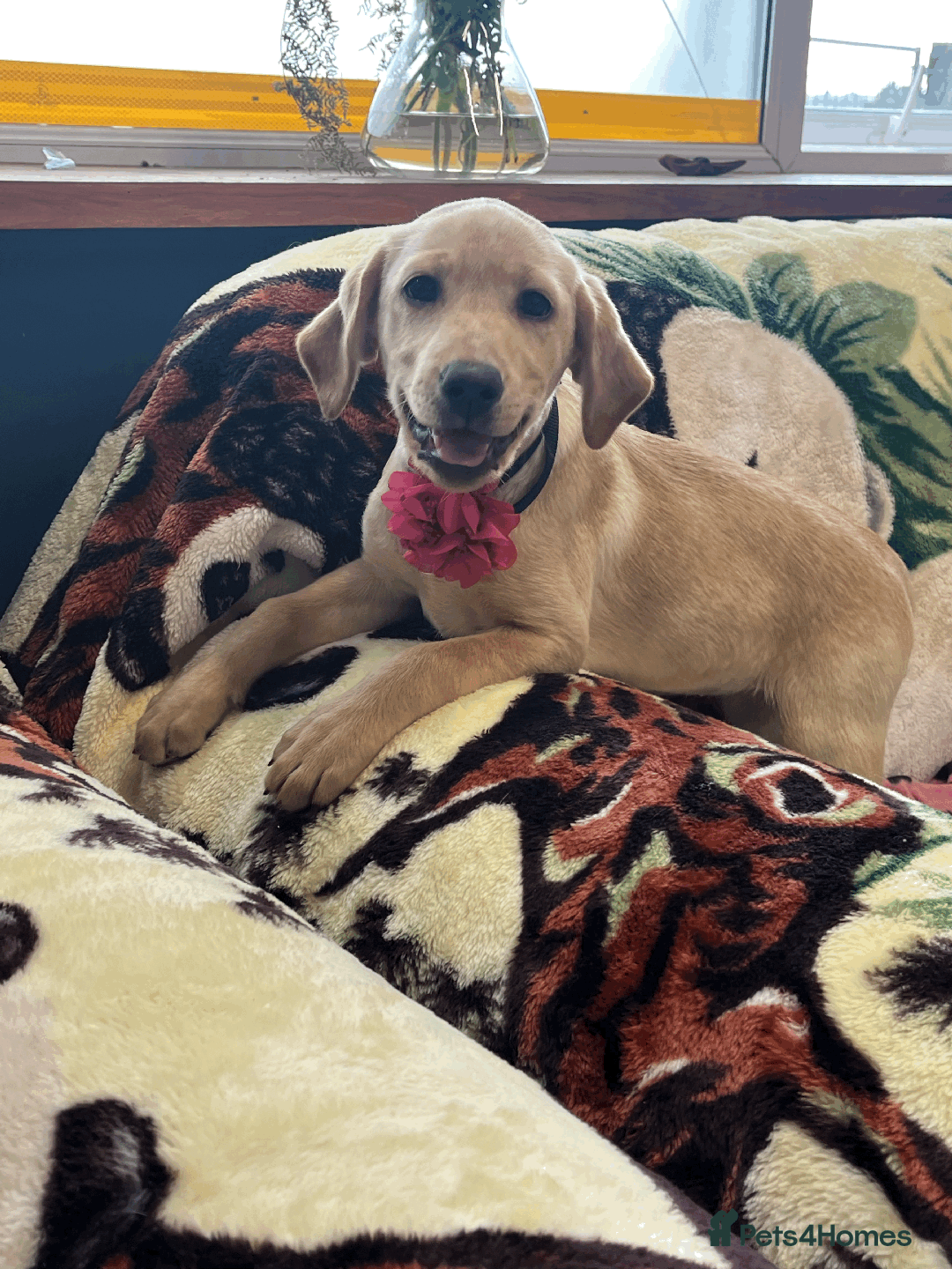 Labrador Retriever dogs for sale: Lovely Labrador puppies ready for new home 💕 - Image 5