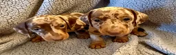 Miniature Dachshund dogs for sale: STUNNING SMOOTH HAIR MINI DACHSHUND PUPPIES  - Advert 6