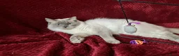 Ragdoll cats for sale: GCCFreg.parents ChampionBloodline 5GENpedigree BSH - Advert 4