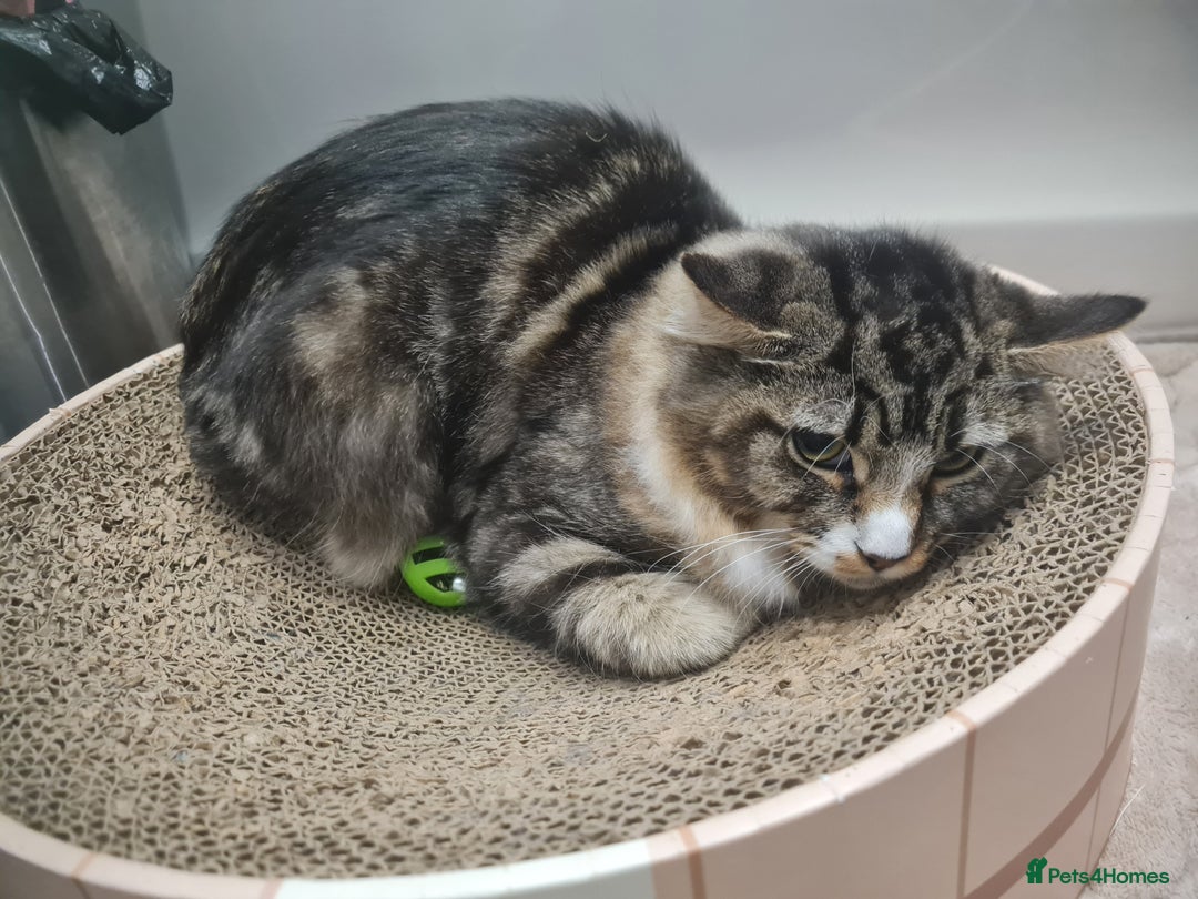 Mixed Breed cats for sale: Lovely mixed tabby cat - Image 2