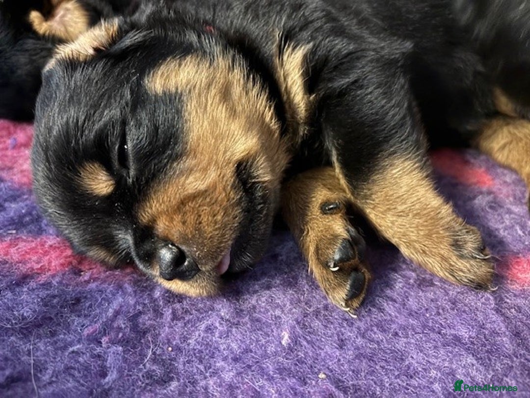 Rottweiler dogs for sale:  Rottweiler Puppies - READY NOW! 2 LEFT!  - Image 8