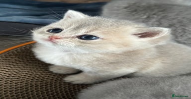 British Shorthair cats - Advert 15