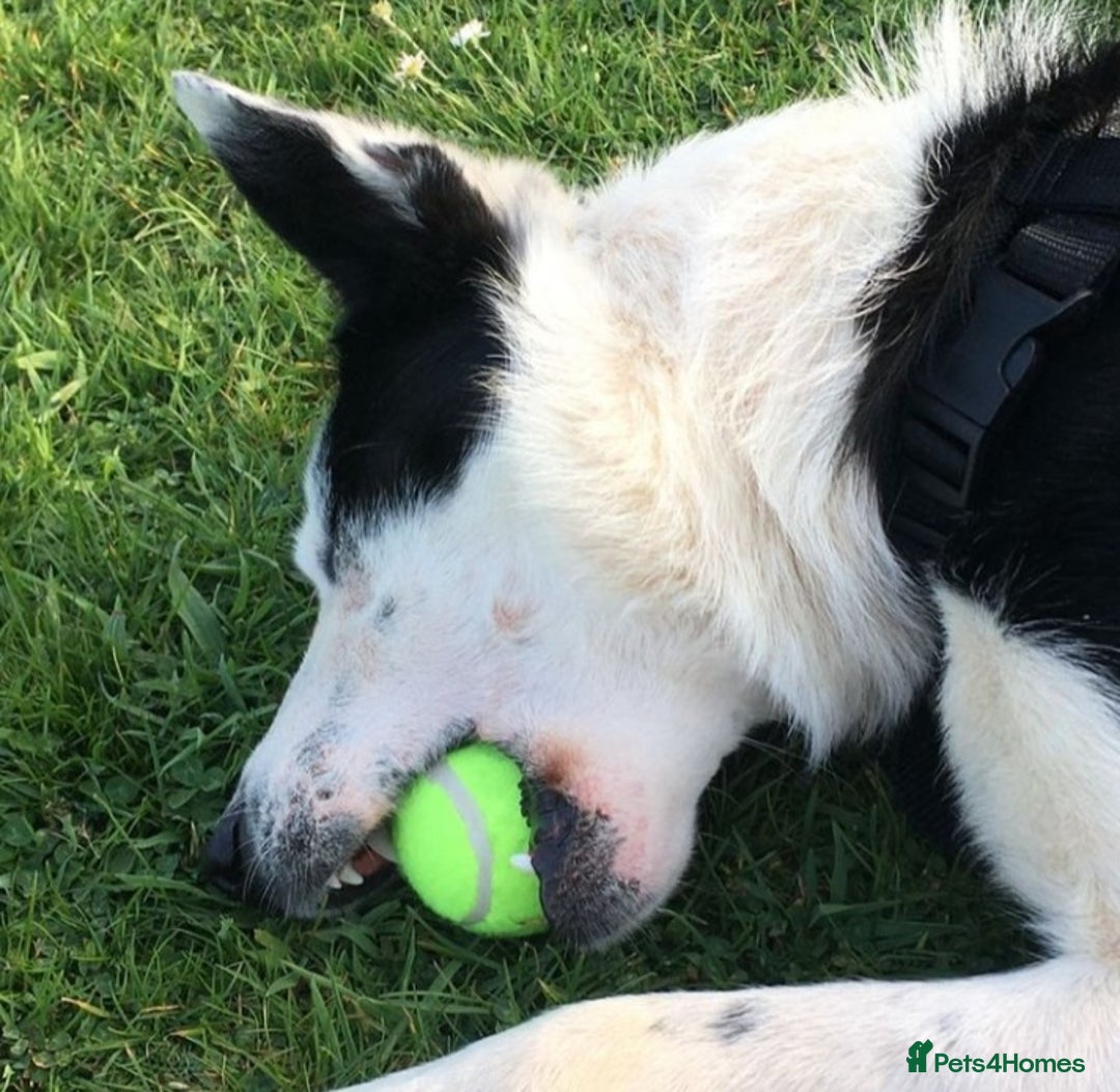 Border Collie dogs for stud: For stud only in Blackwood - Advert 4