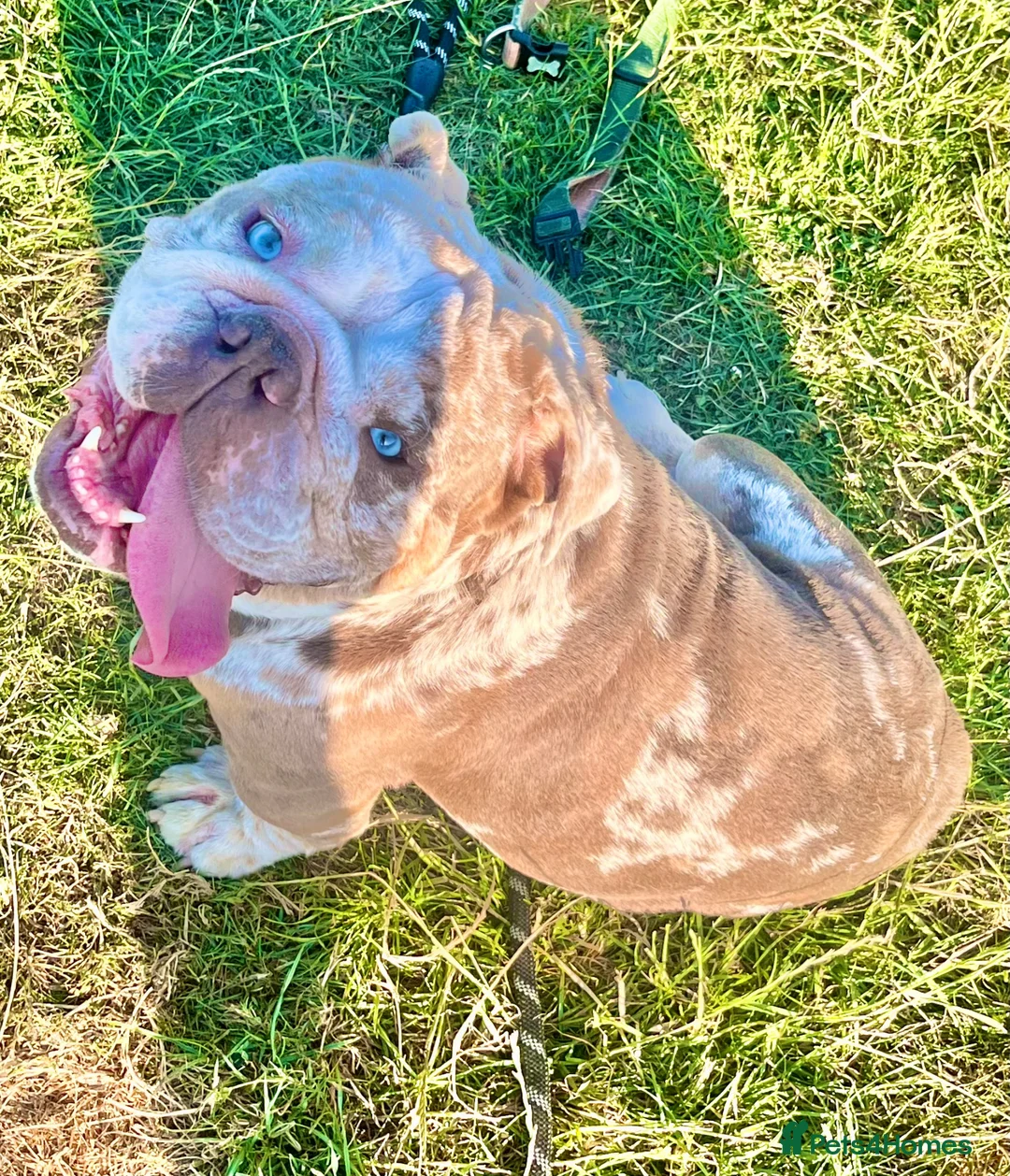 English Bulldog dogs for stud: Pedigree Lilac Merle English bulldog 🔥 Blue eyes  - Advert 1