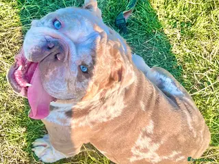 English Bulldog dogs Lilac and Merle English bulldog - Advert 1