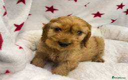 Cockapoo dogs for sale: Cockapoo puppies for sale - Image 17