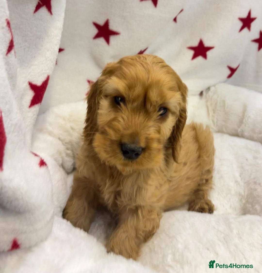Cockapoo dogs for sale: Cockapoo puppies for sale - Image 17