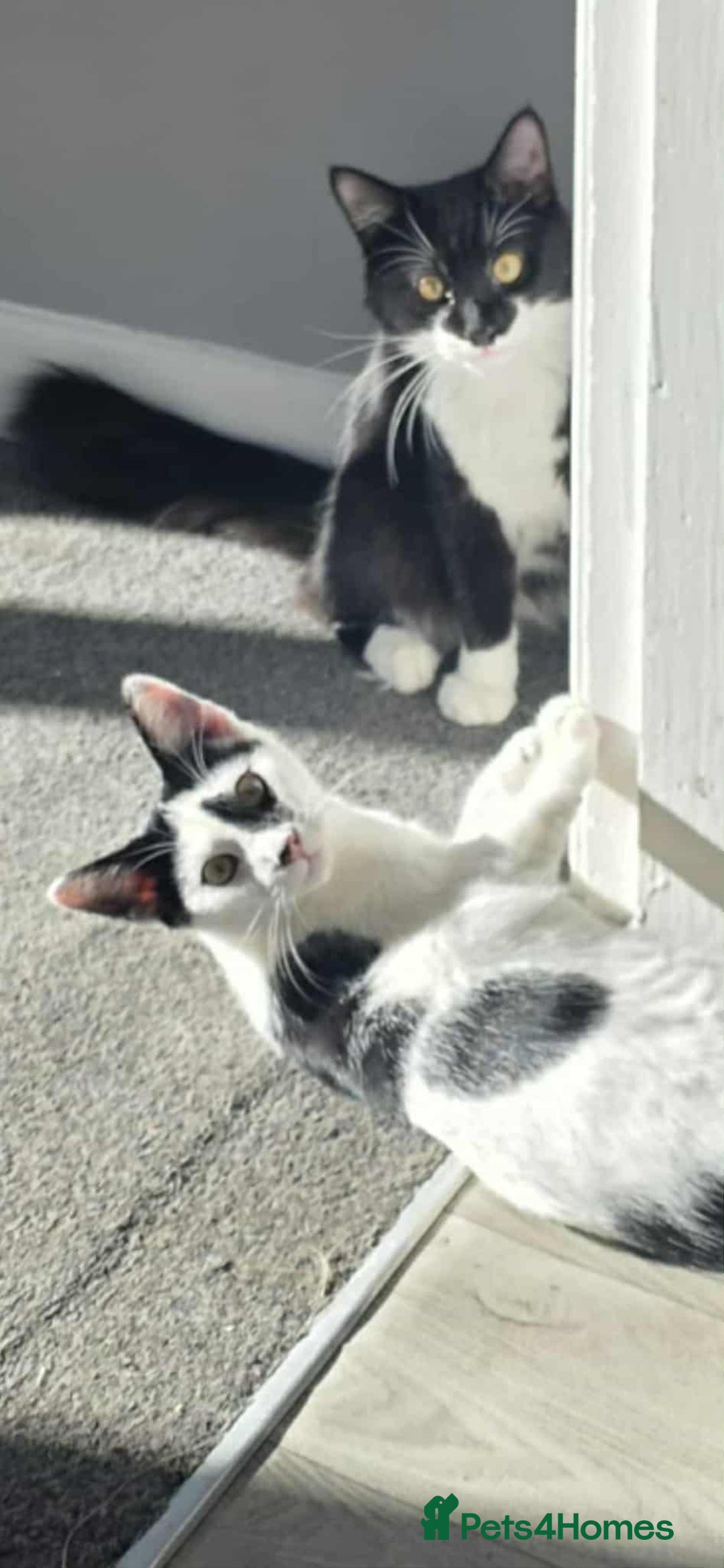 Mixed Breed cats for sale: Bonded siblings looking for furever home  - Advert 1