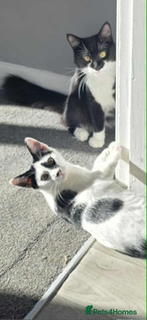Mixed Breed cats Bonded siblings looking for furever home - Advert 1