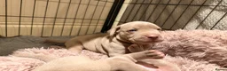 Mixed Breed dogs for sale: Beautiful Bullmaraner Puppies x 5  - Advert 20