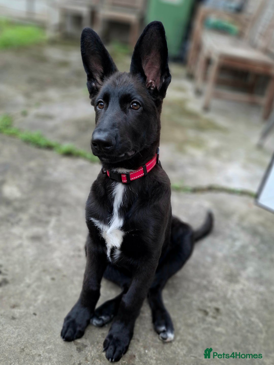 German Shepherd dogs for sale: German Shepherd KC Registered - Advert 7