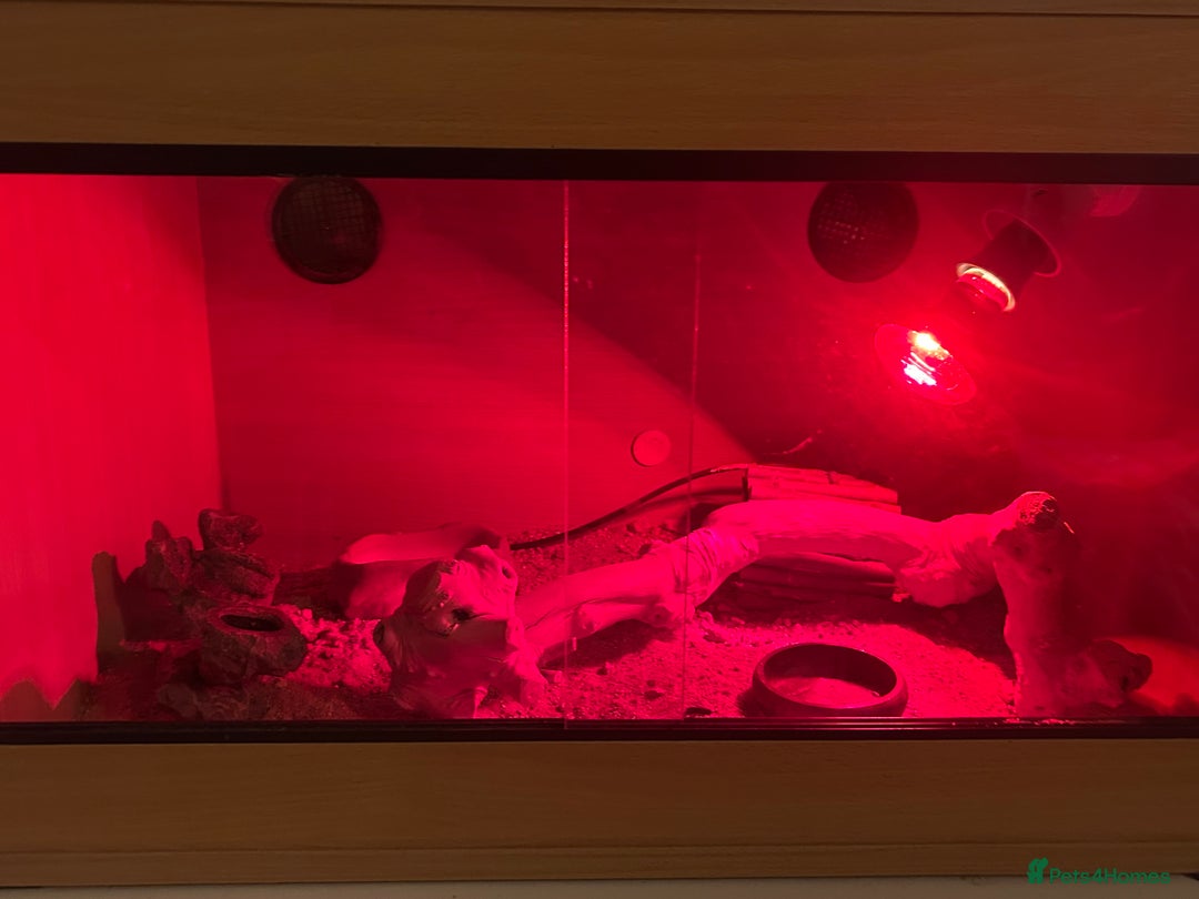 Leopard Gecko reptiles for sale: Healthy Leopard gecko with full enclosure  - Image 2