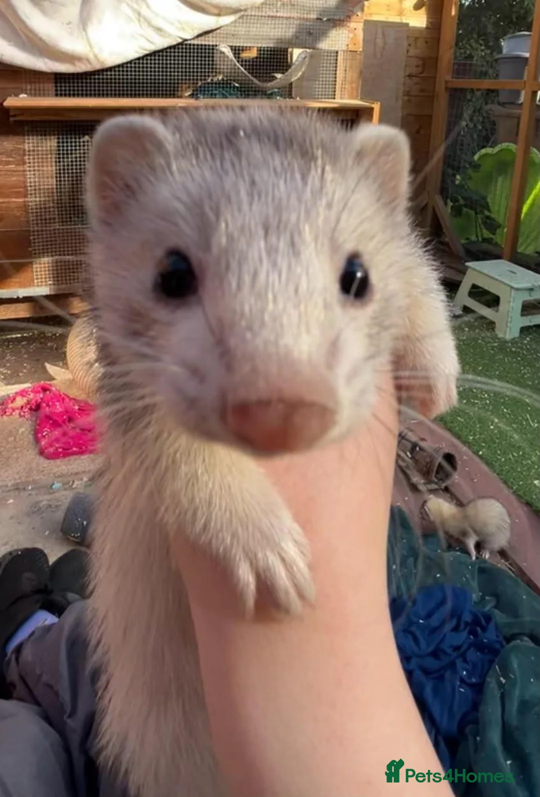 Ferret rodents for sale: Ferrets for sale in Birkenhead - Advert 18