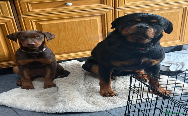 Dobermann dogs - Advert 1