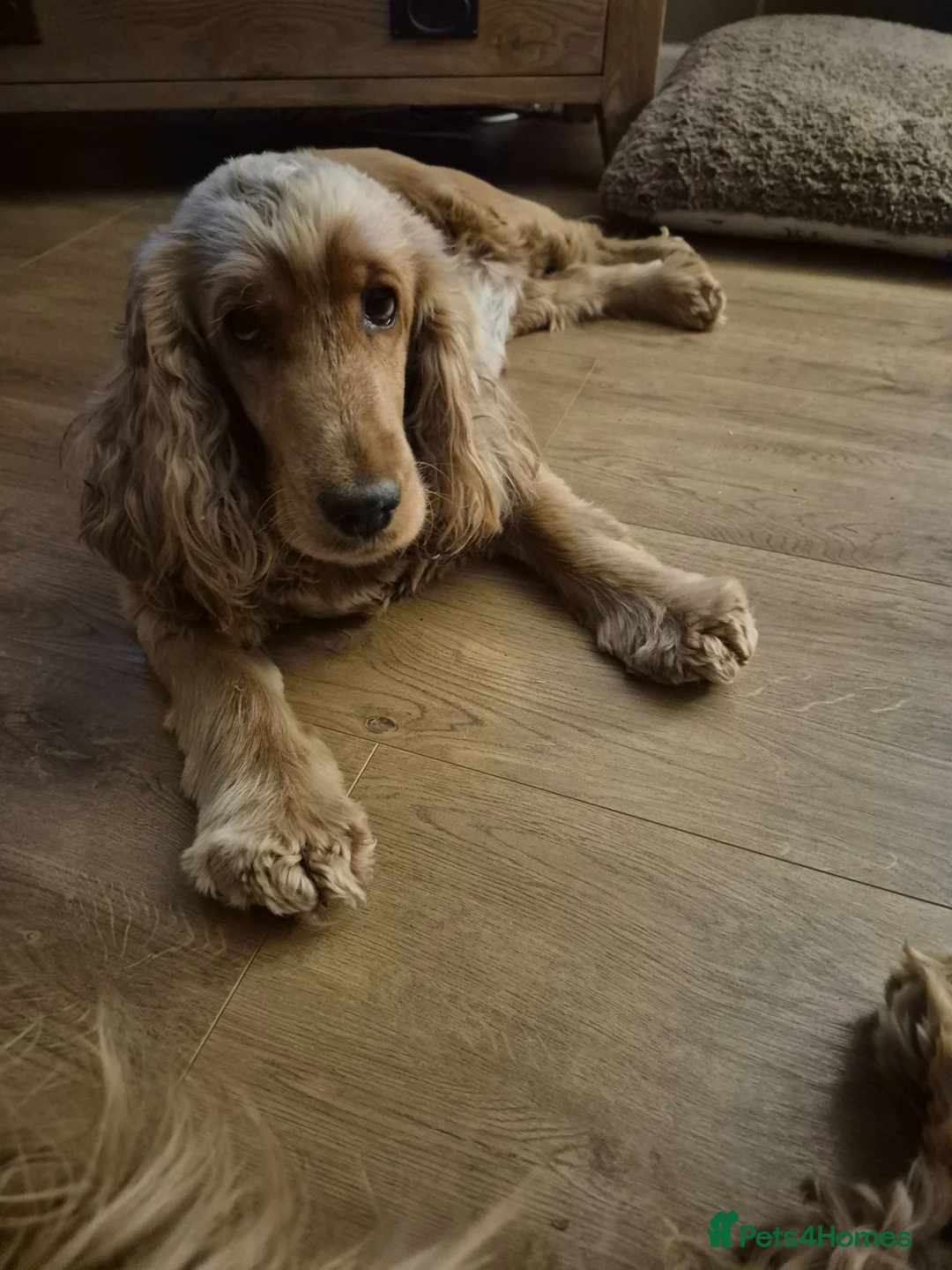 Cocker Spaniel dogs for sale: Kc reg female Cocker Spaniel  - Advert 3