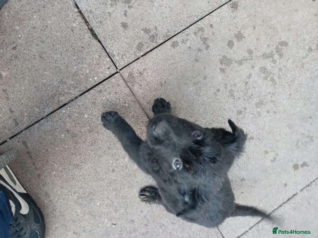 Mixed Breed dogs for sale: Remus  in Market Harborough - Advert 7