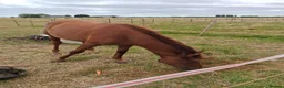 British Warmblood horses for sale: Kengarth lady luna warmblood - Advert 1