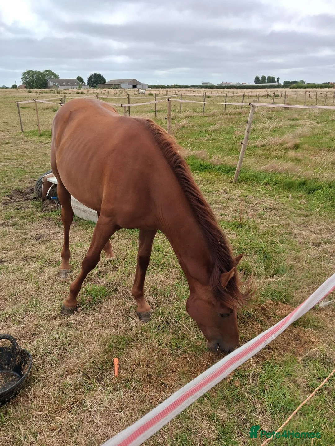 British Warmblood horses for sale: Kengarth lady luna warmblood - Advert 1