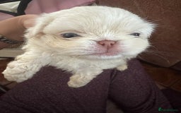 Pekingese dogs for sale: Pekingese puppy (3 girls and 3 boys left) - Image 15