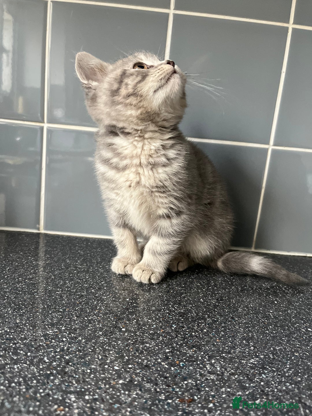 British Shorthair cats for sale: One male and one female remain - Advert 14