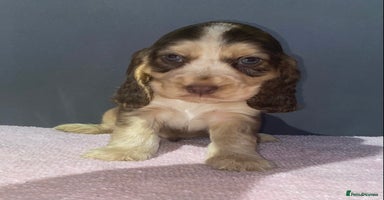 Cocker Spaniel dogs - Advert 14