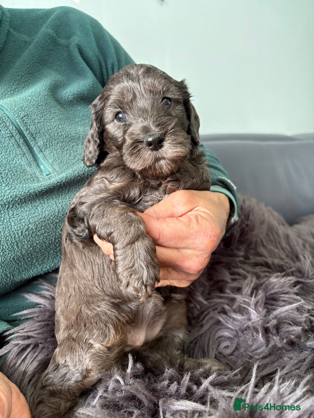 Cockapoo dogs for sale: Unique Rare Merle F1B Cockapoo Puppies - Image 14