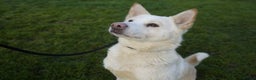 Akita dogs for adoption: Mitzi - Advert 3