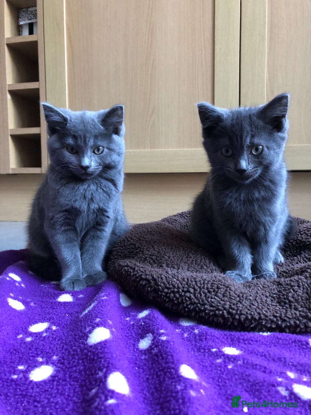 British Shorthair cats for sale: Two Beautiful British Shorthair Boys - Image 5