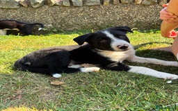 Border Collie dogs for sale: Working Border Collie Puppies - Image 3