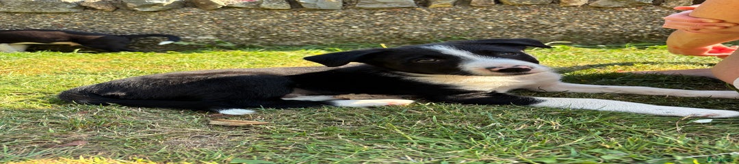 Border Collie Puppy 2