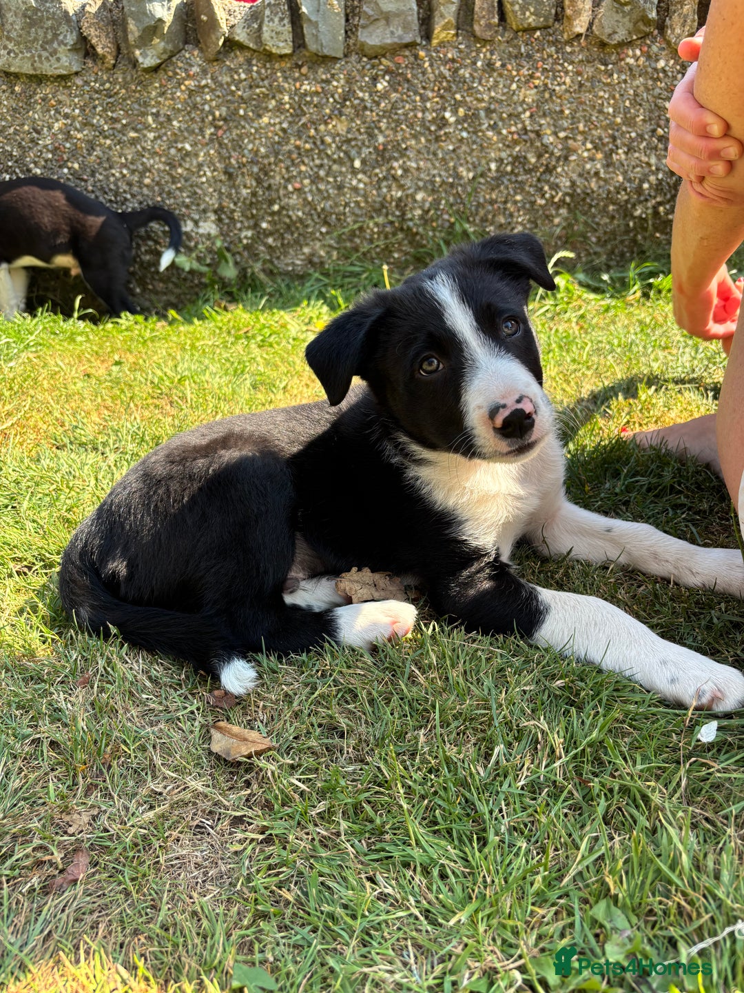 Border Collie dogs for sale: Working Border Collie Puppies - Image 3