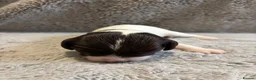 English Springer Spaniel dogs for sale: Beautiful Springer Spaniel Puppies  in Swadlincote - Advert 14