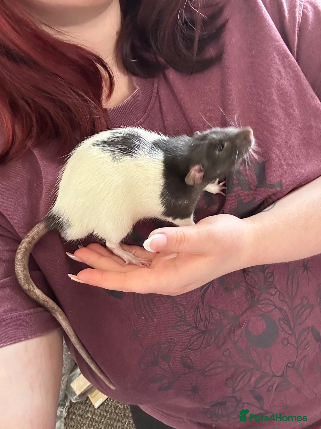 Rat rodents for sale: 2 bonded Male Rats  - Advert 9