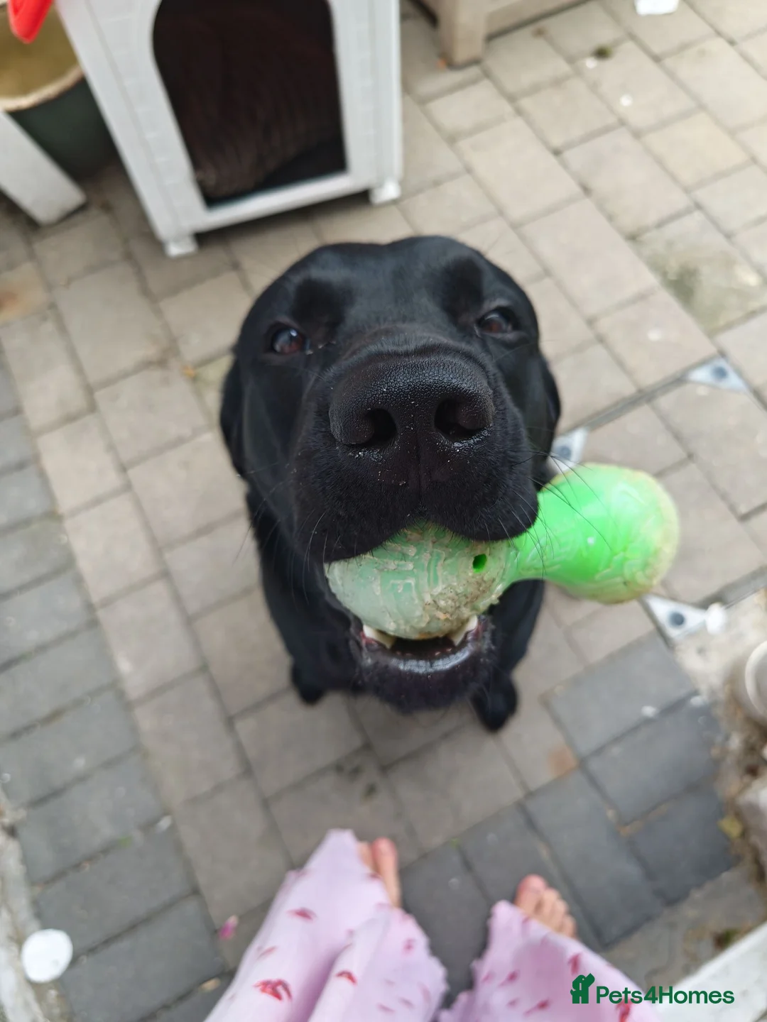 Labrador Retriever dogs for sale: big fat Bruce  - Advert 2
