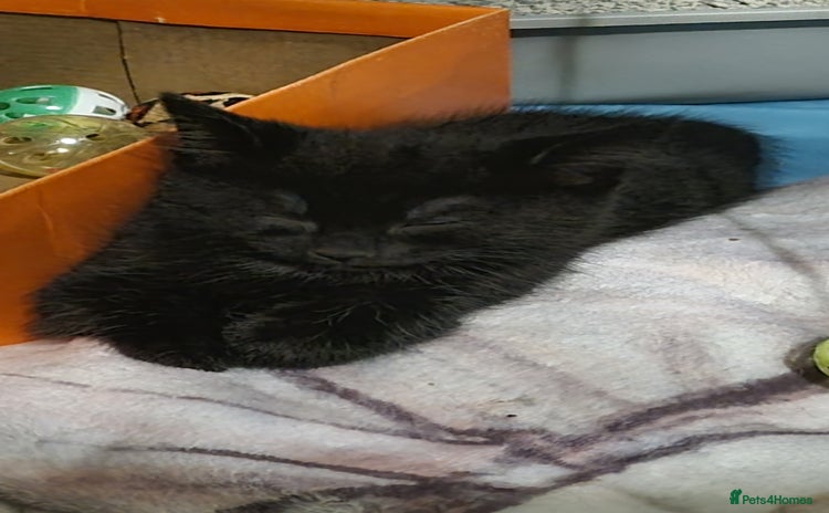 Mixed Breed cats - Advert 10