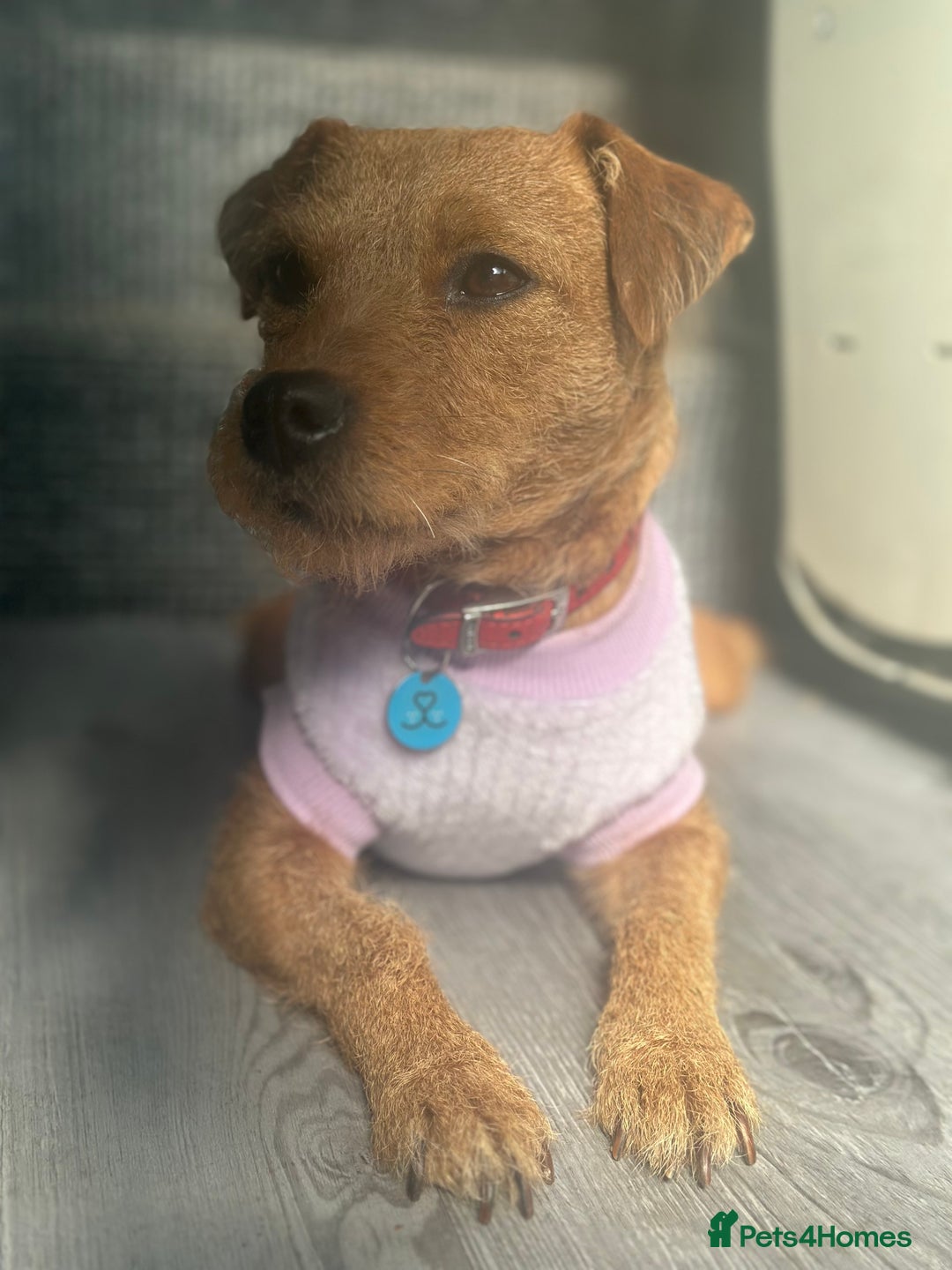 Patterdale Terrier dogs for sale: Patterdale terrier  - Image 3