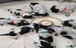 Cocker Spaniel dogs for sale: KC registered Show Type Cocker Spaniels - Image 26