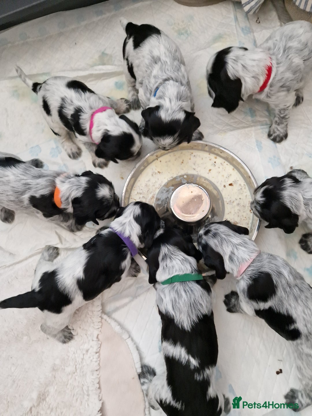 Cocker Spaniel dogs for sale: KC registered Show Type Cocker Spaniels - Image 26