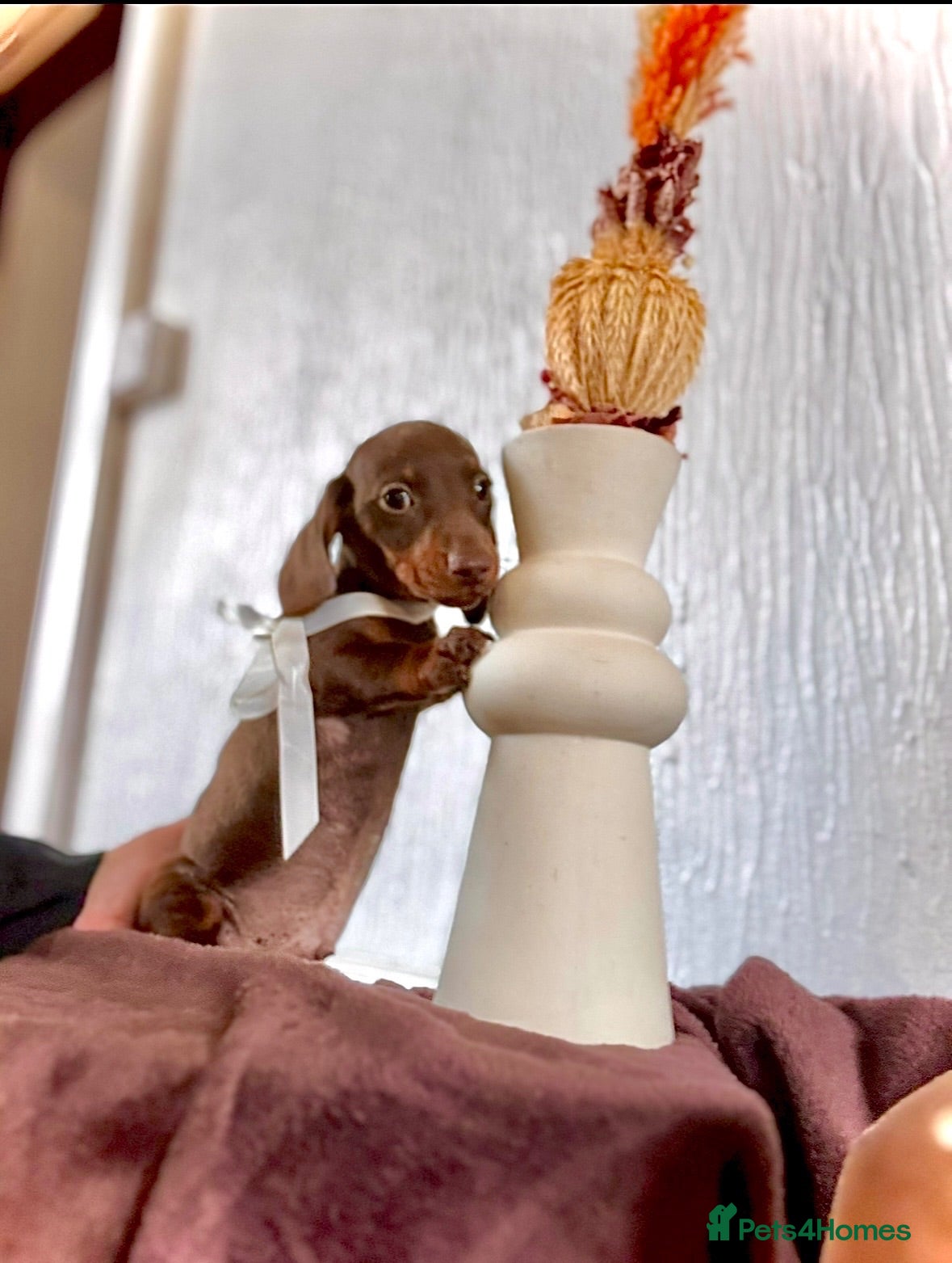 Miniature Dachshund dogs 🐶😍Miniature dachshund Puppies😍🐶 - Advert 1