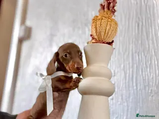 Miniature Dachshund dogs 🐶😍Miniature dachshund Puppies😍🐶 - Advert 1