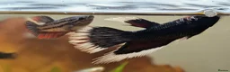 Bettas fish for sale: Bettas (Rare) - Advert 2