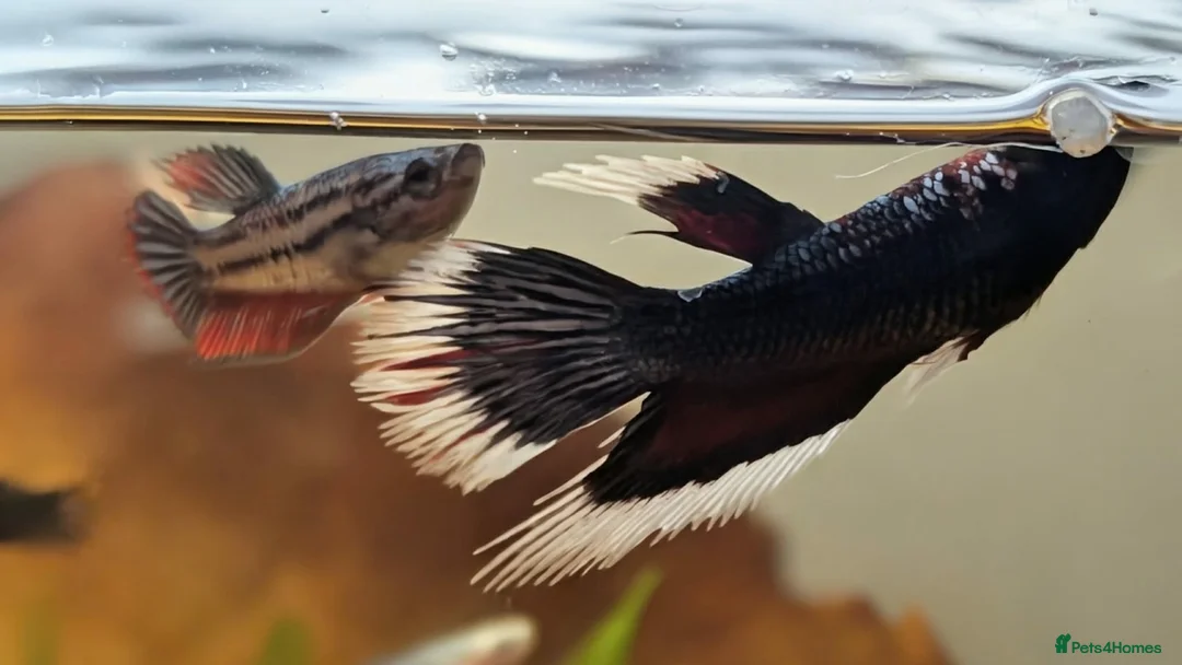 Bettas fish for sale: Bettas (Rare) - Advert 2