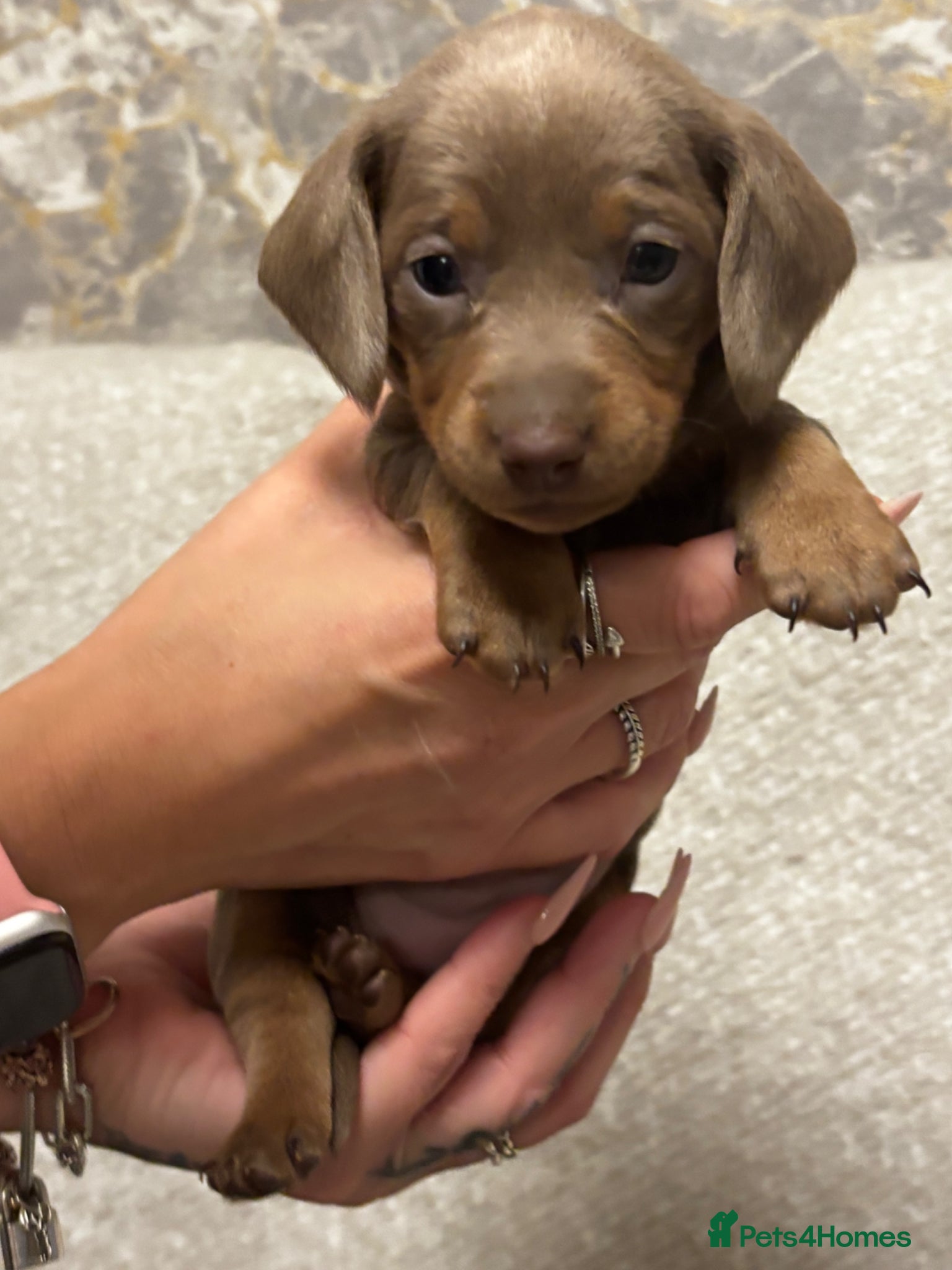 Miniature Dachshund dogs Stunning miniature dachshund puppies 5 LEFT - Advert 2
