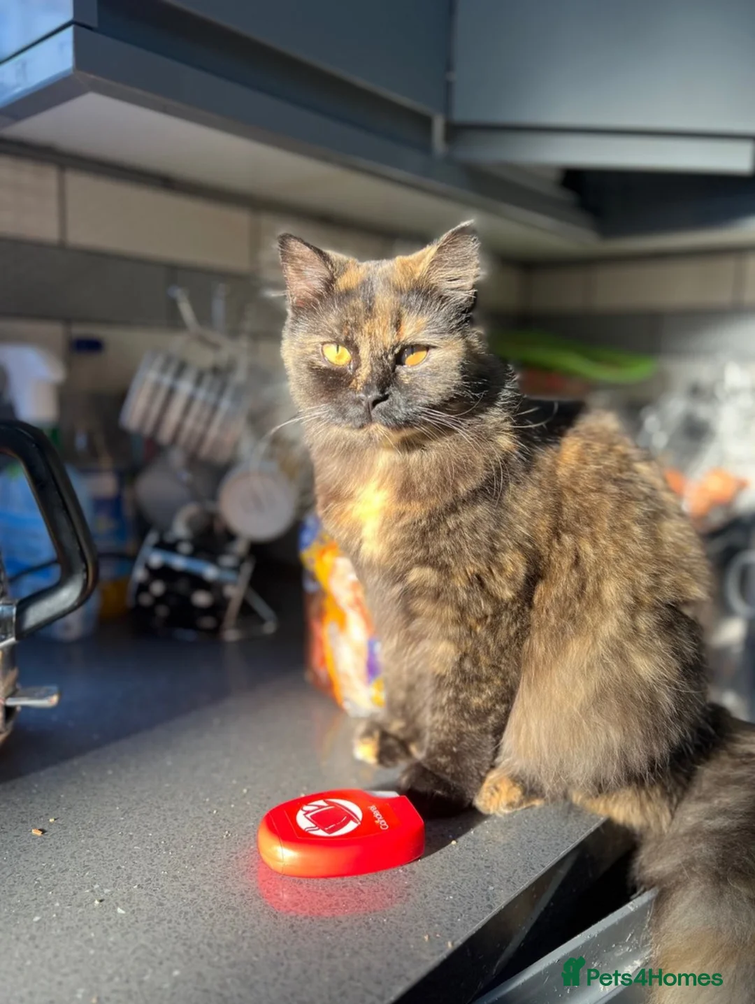 British Shorthair cats for sale: Female British Longhair Cat - Advert 3