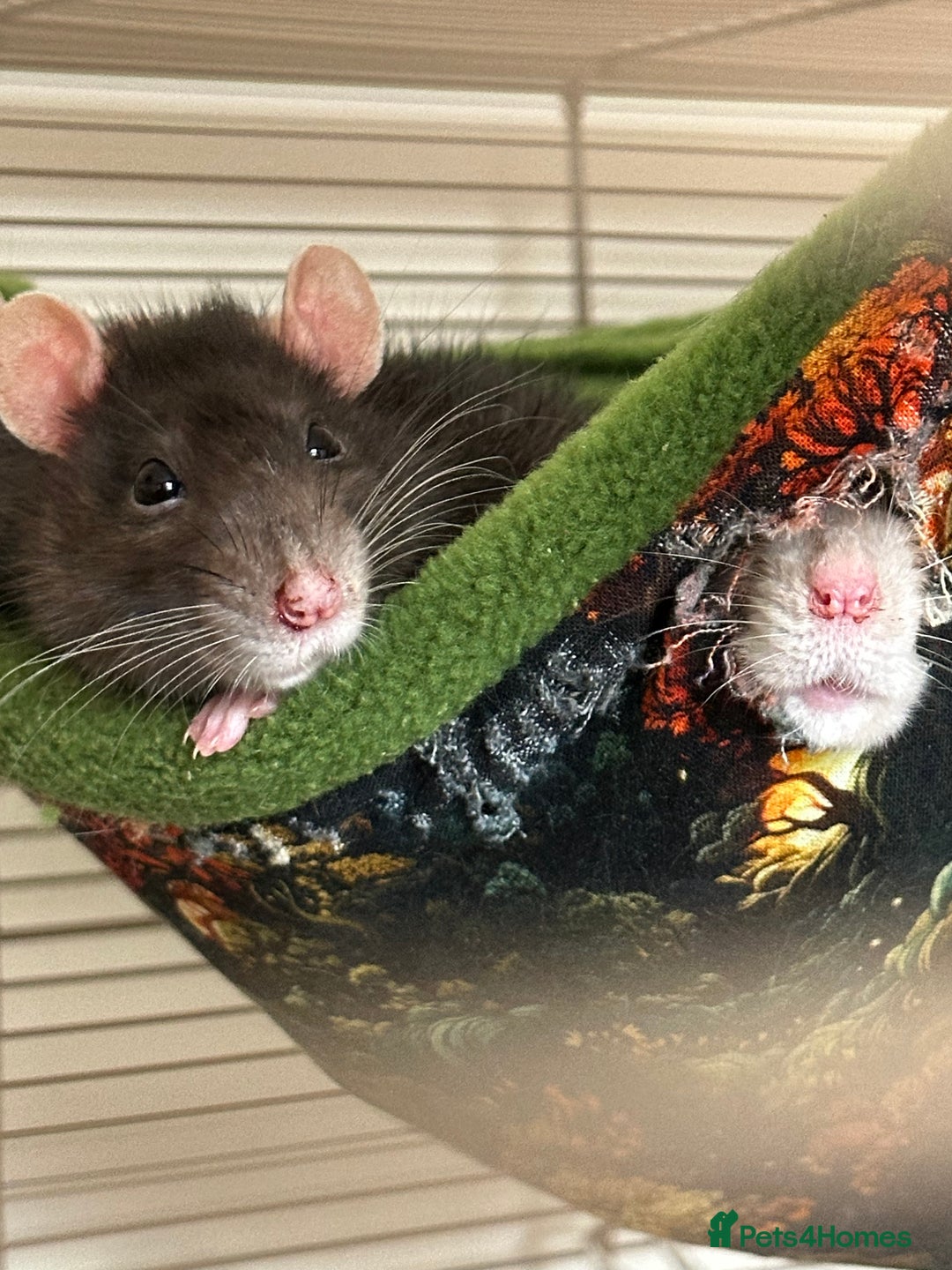 Rat rodents for sale: Three female rats looking for home. - Advert 2