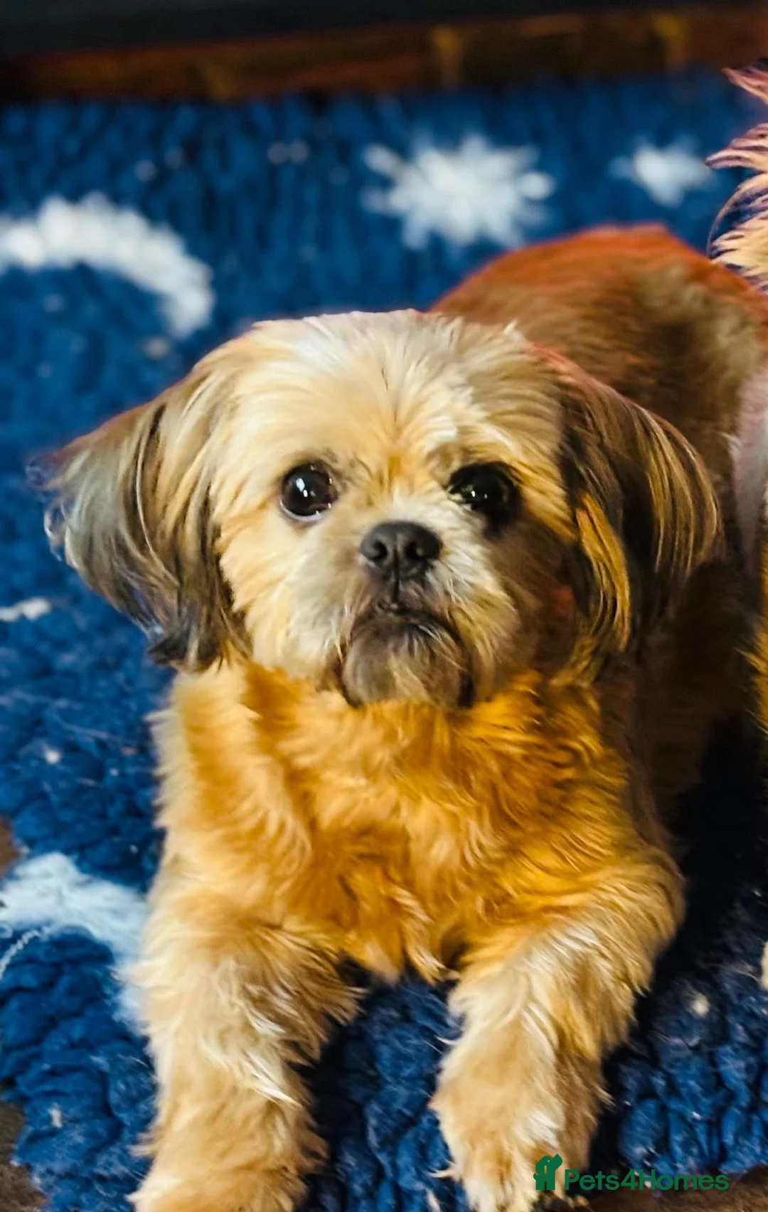 Shih Tzu dogs for sale: Handsome liver Shih Tzu boy puppy  - Advert 2