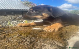 Mixed Breed dogs for sale: Bearded collie x pups - Image 3